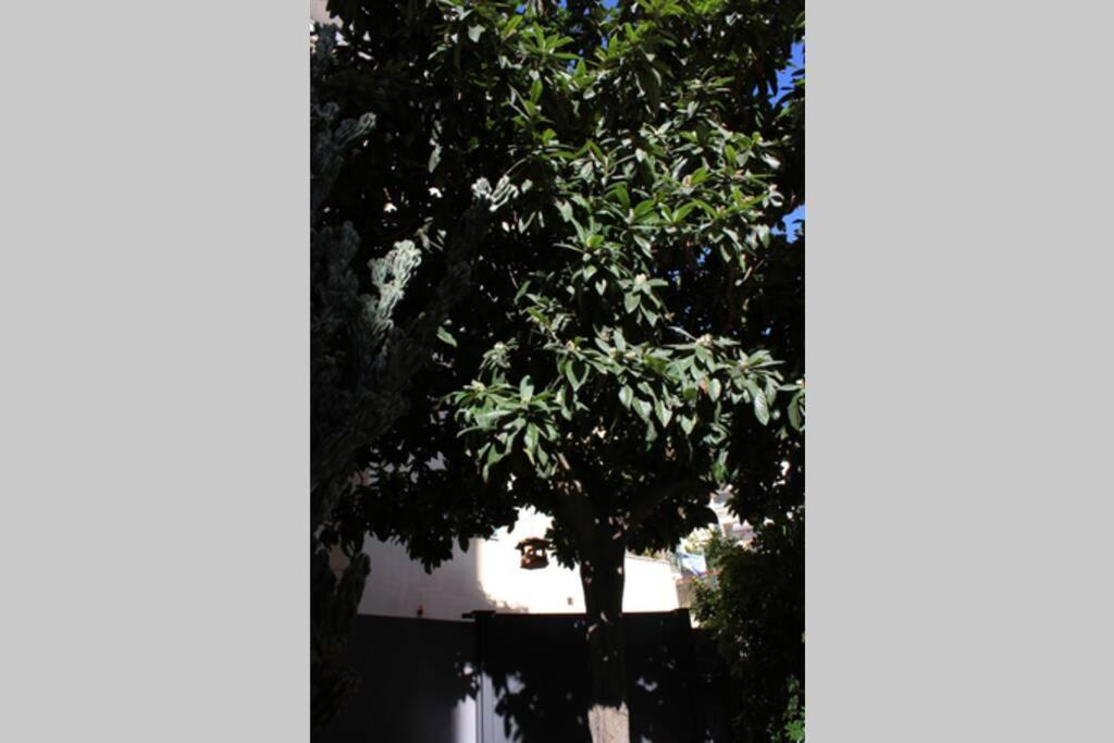 Loquat House Nel Giardino Segreto In Zona Vaticano Rom Exteriör bild